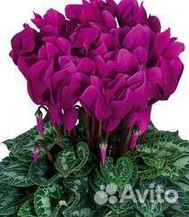 Семена цикламена