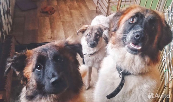 Собаки щенки бесплатно Фенотип овчарки