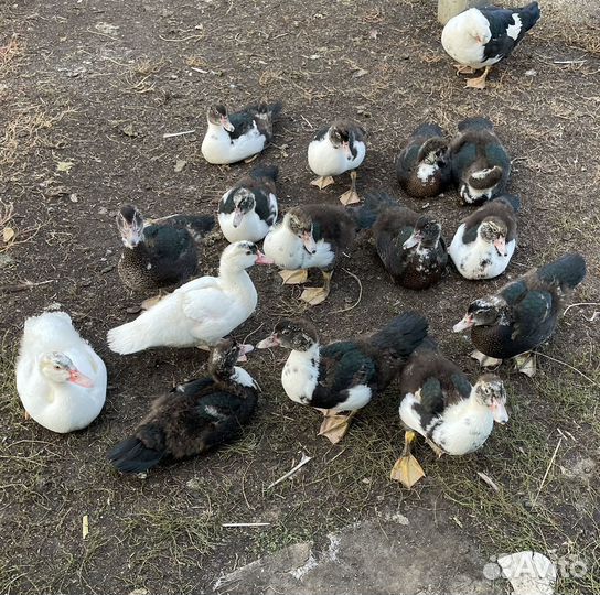 Индоутки домашние