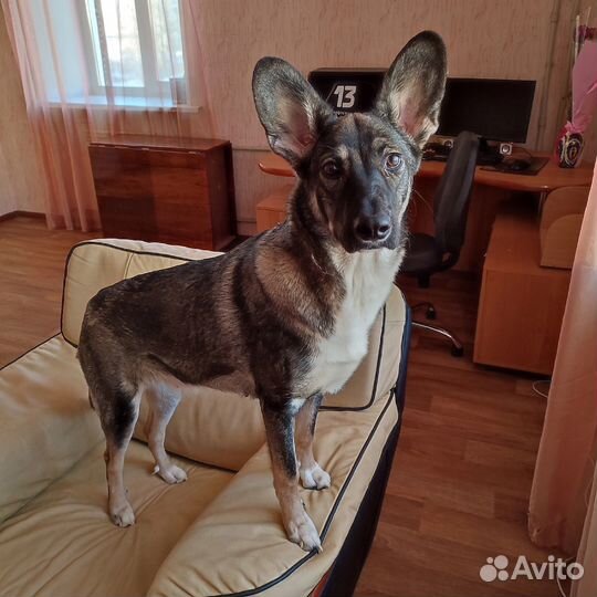 Ищем дом для собаки