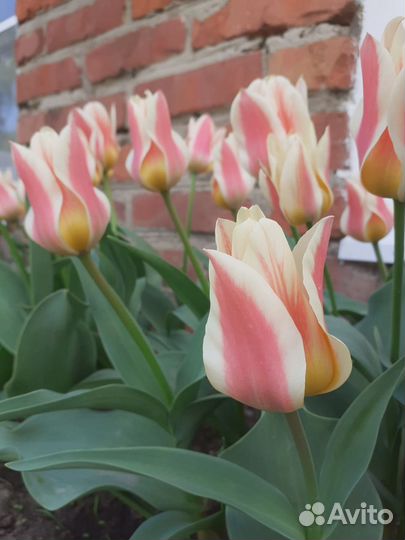 Луковицы тюльпанов