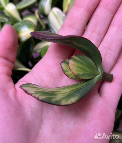 Крассула Arborescens Blue Bird mediovariegated