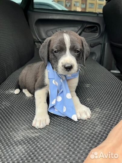Щенок мальчик