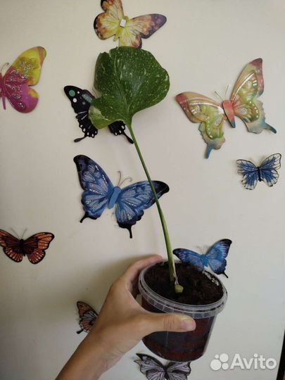 Вариегатная монстера Тайское созвездие и Луна