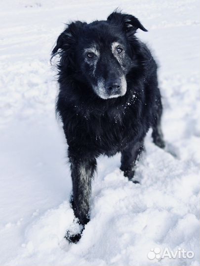 Несчастные собаки из приюта