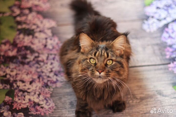 Кот мейн-кун