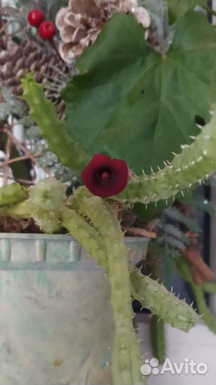 Кактусы и суккуленты цветущий