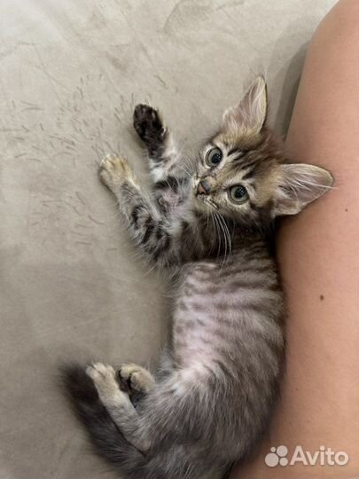 Котенок мальчик в самые добрые руки