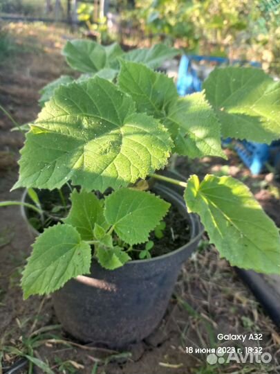 Саженцы павловния