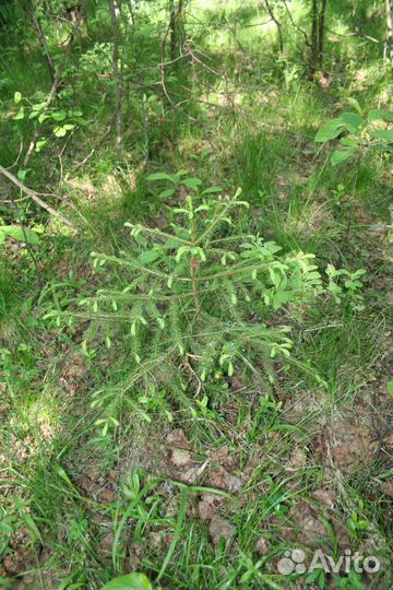 Саженцы ель обыкновенная с комом зкс