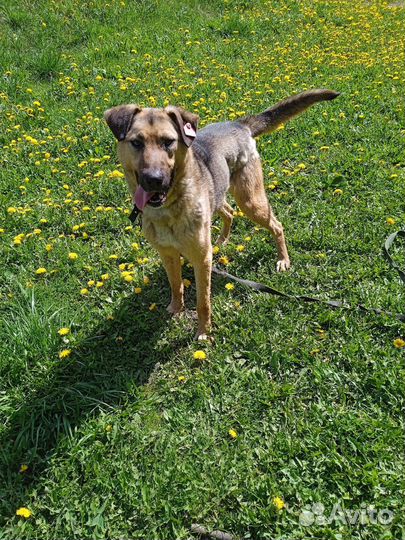 Собаки в дар