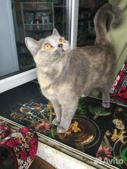 Кошечка ищет дом
