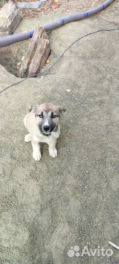 Хаски(помесь)