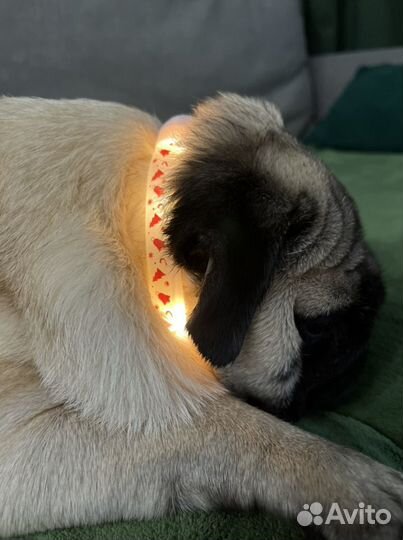 Ошейник для собаки светящийся