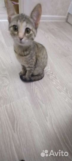 Кошка 3 месяца