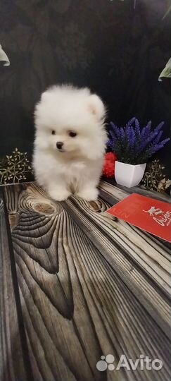 Щенки шпица мини