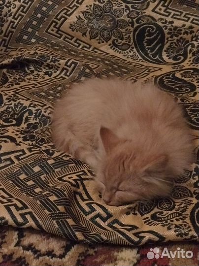 Пушистый рыжий котенок девочка