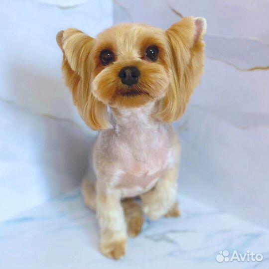 Груминг собак до 7 кг (стрижка и уход)