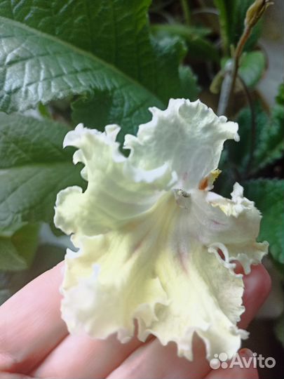 Стрептокарпусы