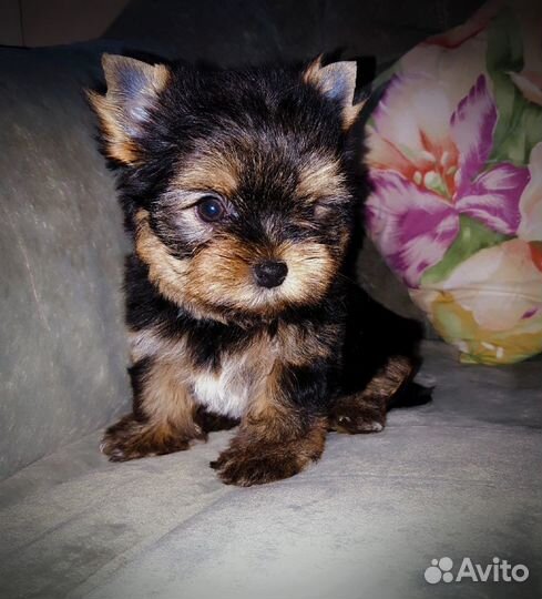 Йорики дев и мал