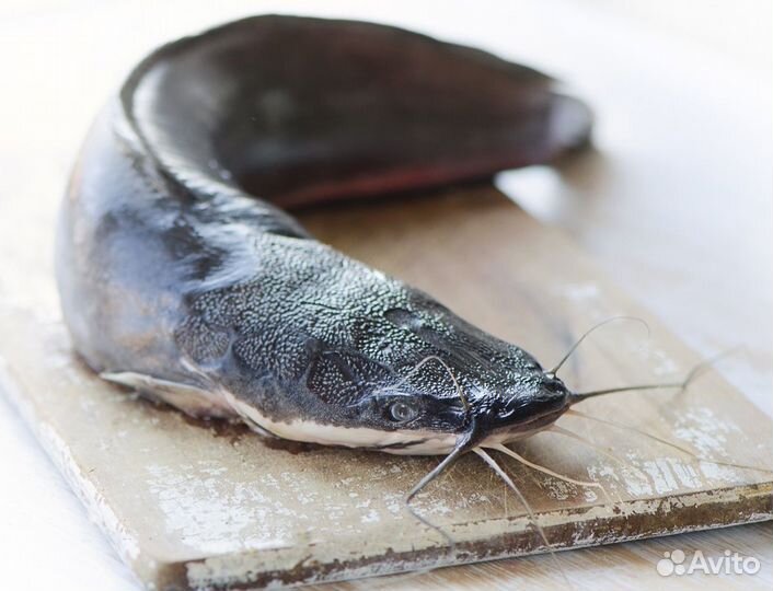 Африканский клариевый сом