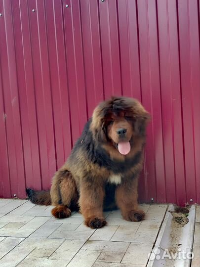 Тибетская девочка