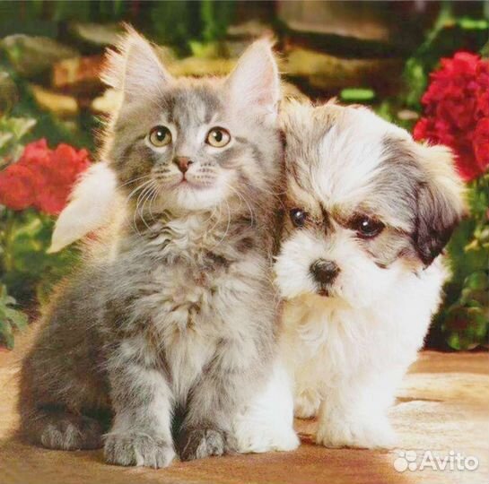 Передержка