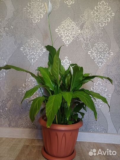 Цветы для дома и офиса