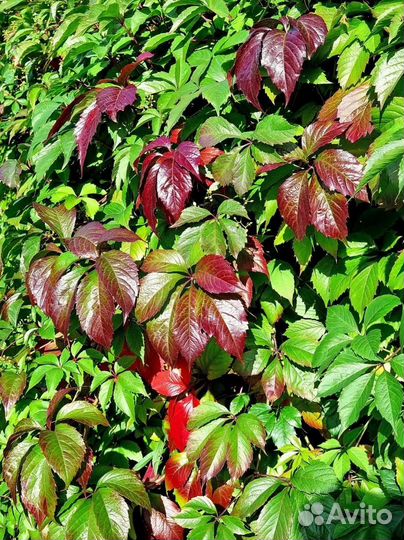 Девичий виноград, саженец