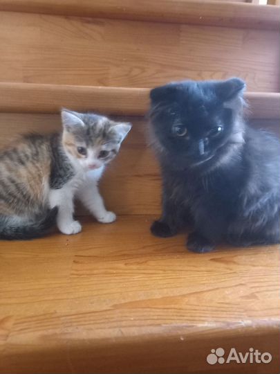 Кошки в добрые руки