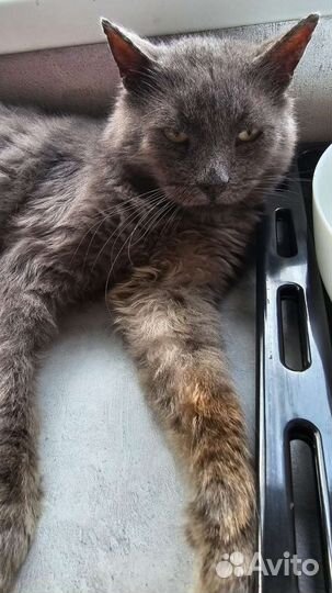 Кот Грей ищет дом