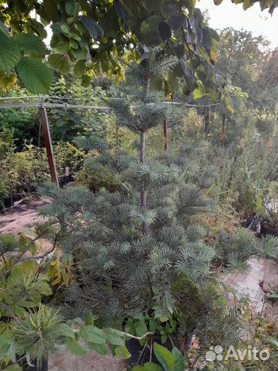 Пихта одноцветная