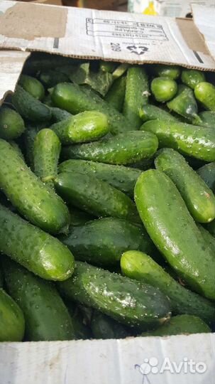 Огурцы оптом и в розницу