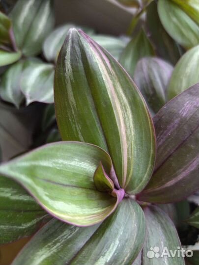 Традесканция