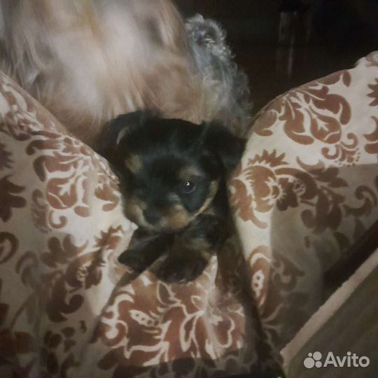 Йоркширский терьер мини щенок мальчик