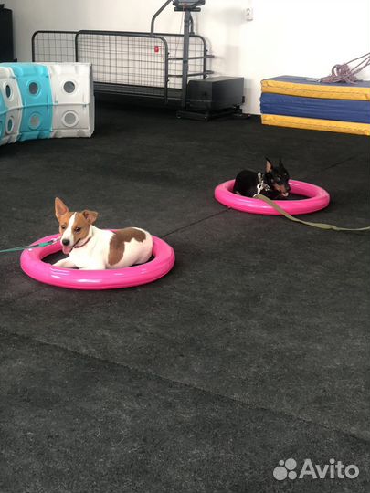 Дрессировка собак