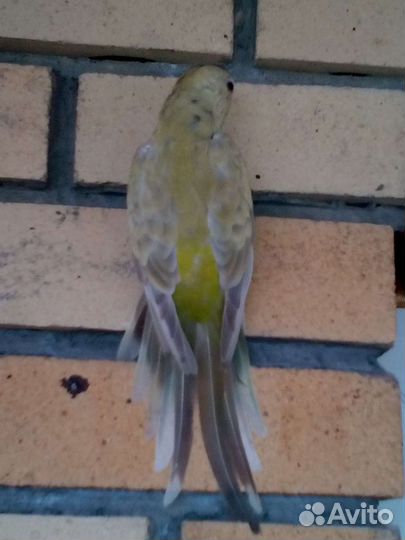 Певчий попугай
