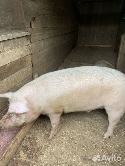 Свинина домашняя мясо