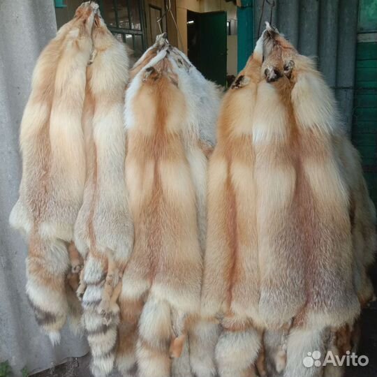 Шкуры рыжей лисы