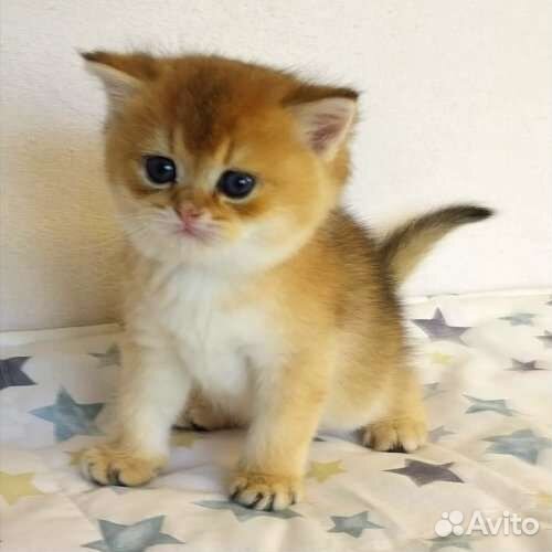 Британский котёнок