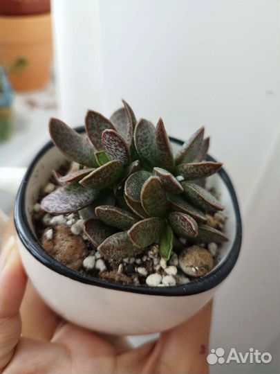 Адрамискус trigynus