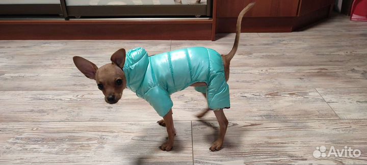 Костюмы для собаки (маленьких)