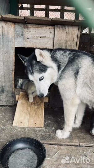 Щенки хаски