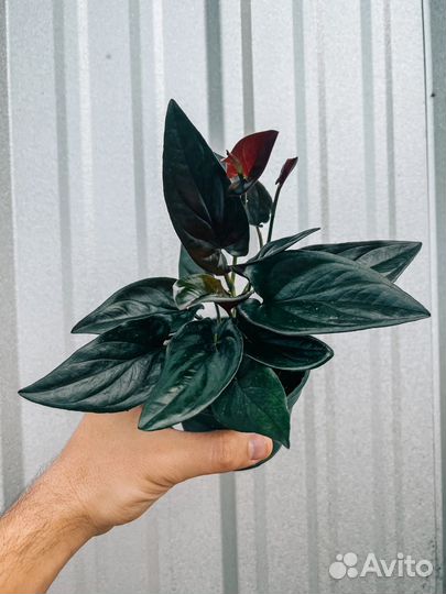 Сингониум Red arrow d 12