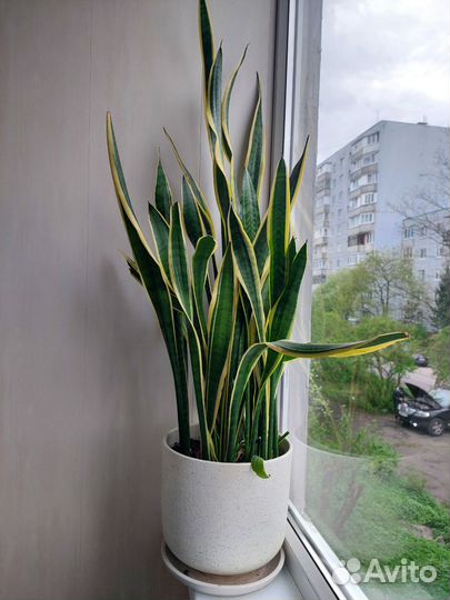 Комнатные цветы взрослые