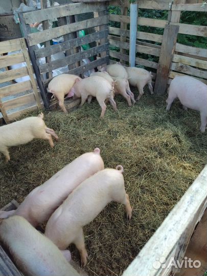 Поросенок ландрас