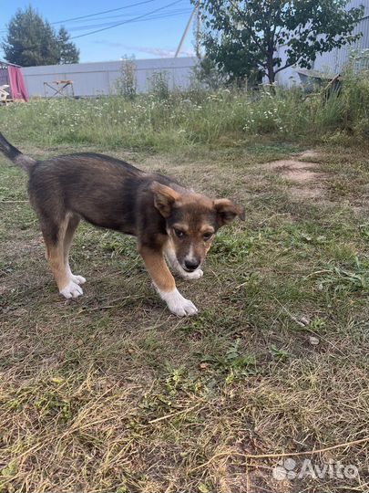 Собаки - щенки в добрые руки