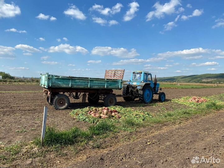 Трактор МТЗ (Беларус) 80, 1981