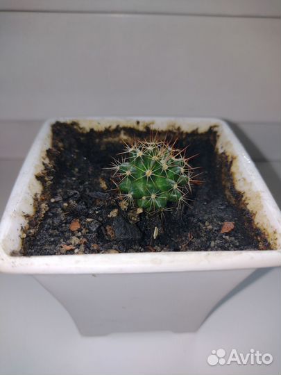 Детка цветущего кактуса