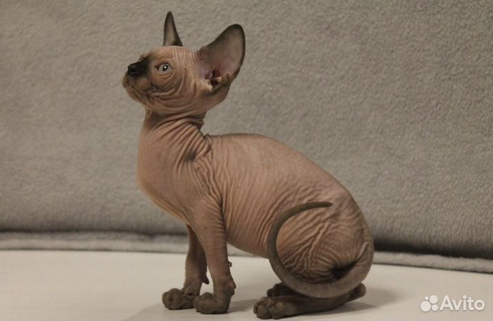 Канадский сфинкс